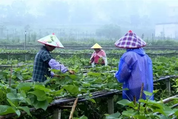 图片[8]-龙须菜的外观形态特征 ,龙须菜花朵和果实有何特点？-会东网