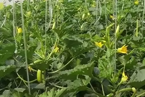 图片[6]-防治西葫芦畸形瓜的方法和重点？种西葫芦要做好哪些细节？-会东网