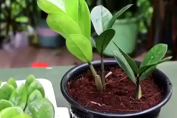 金钱树的扦插时间 ,金钱树在什么季节扦插成功率高插图1