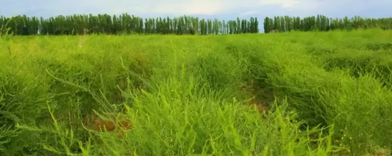 芦笋田的除草方法是什么 ,芦笋田如何进行除草-会东网
