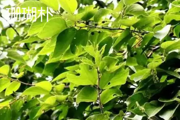 图片[2]-朴树常见品种大集合：可作绿化树种的优势品种介绍-会东网