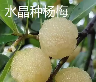 图片[5]-了解杨梅苗价格的方法和重点？了解杨梅苗价格要做好哪些细节？-会东网