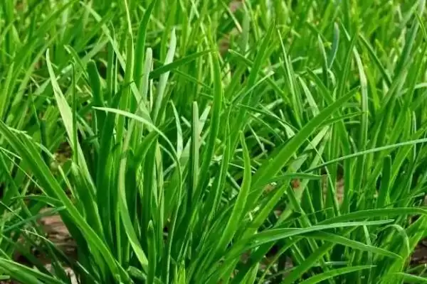 韭菜的播种时间 ,韭菜一年四季都能播种是真的吗？插图3