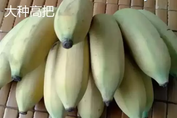 图片[3]-认识优质好吃香蕉品种的方法和重点？认识优质好吃香蕉品种要做好哪些细节？-会东网