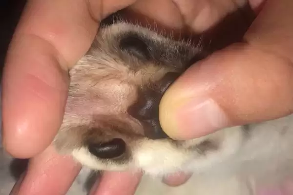 图片[4]-为什么猫咪会有脚臭？探究猫咪脚臭原因要考虑哪些猫咪卫生、生理和环境因素？-会东网