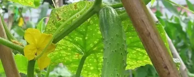 判断水果黄瓜能否生吃的方法和重点?对待水果黄瓜生吃要做好哪些细节?-会东网