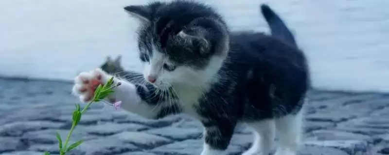 猫咪成年的时间是何时 ,猫咪 12 个月达到成年-会东网