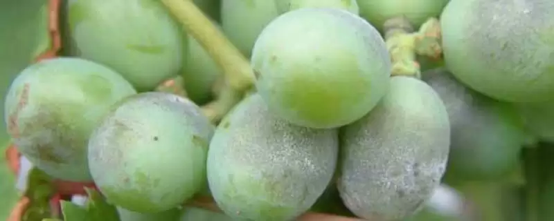 葡萄白粉病症状及防治：叶片卷缩、叶脉变黑的应对方法-会东网
