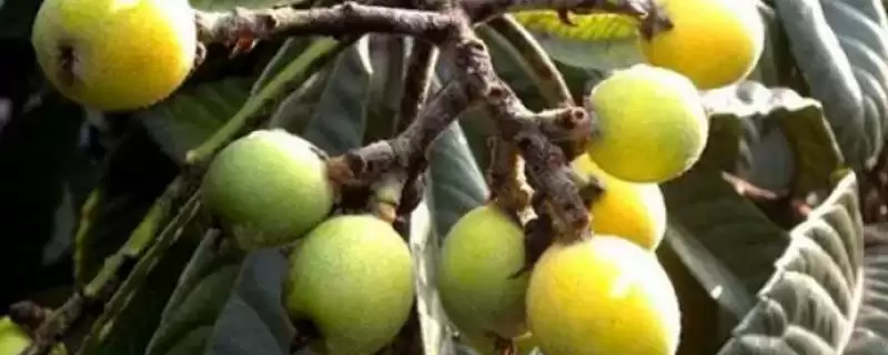 枇杷苹果密蛎蚧，刚开始为害时叶片后为害枝条-会东网