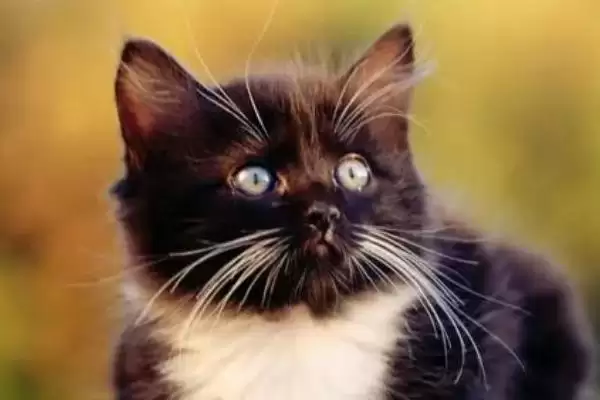 猫咪掉牙齿是因为什么 ,换牙期或牙周炎致使猫咪掉牙插图1