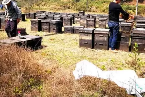 图片[7]-养蜂相关知识，需注意防治蚂蚁、胡蜂等天敌-会东网