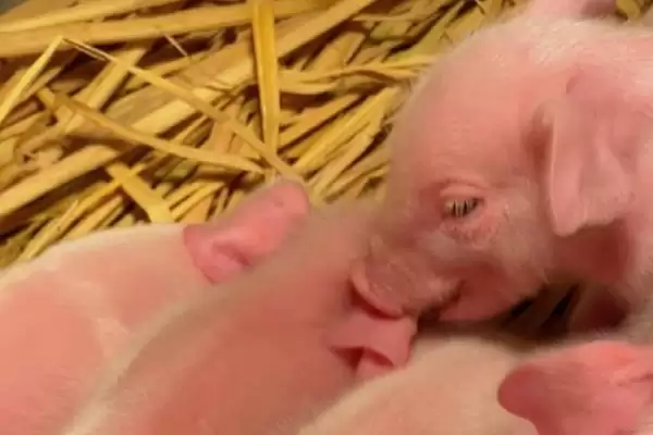 计算小猪从出生到出栏饲料量的方法和重点?养猪要做好哪些成本核算细节?插图1 计算小猪从出生到出栏饲料量的方法和重点?养猪要做好哪些成本核算细节?插图1