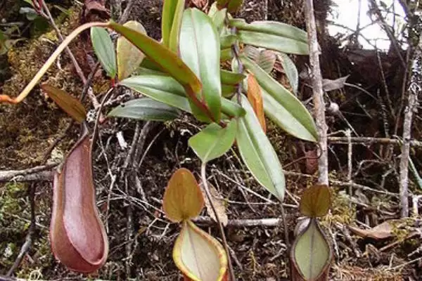 养殖猪笼草的方法和重点？养猪与周边植物种植有哪些关联细节？插图7