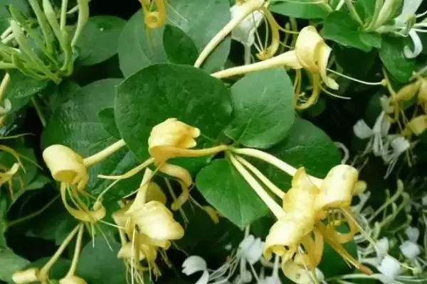 金银花枝的冬季修剪技术 ,金银花枝冬季何时修剪好插图3 金银花枝的冬季修剪技术 ,金银花枝冬季何时修剪好插图3