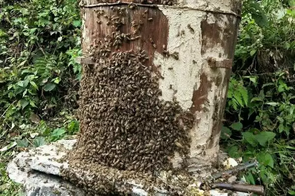 图片[2]-为什么南方11到12月诱蜂，耐寒性较强的蜜源植物开始开花泌蜜了-会东网