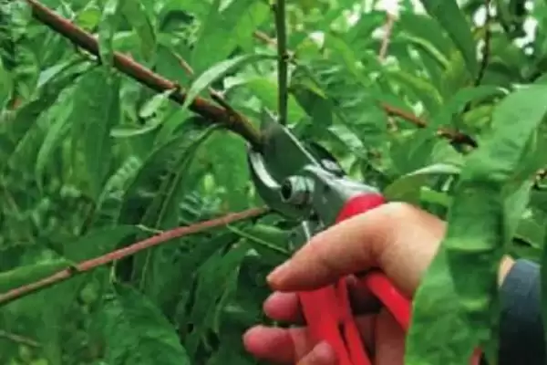 图片[8]-探寻油桃开裂原因的方法和重点？探寻油桃开裂原因要做好哪些细节？-会东网