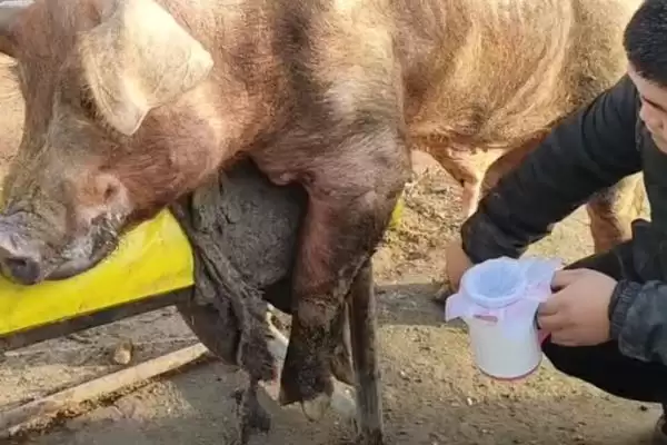 稀释猪精子的方法和重点?养猪要做好哪些繁育技术细节?插图1 稀释猪精子的方法和重点?养猪要做好哪些繁育技术细节?插图1