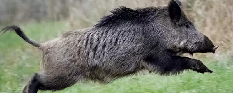 认识山上常见野生动物的方法和重点？养猪环境与野生动物有哪些相关细节？-会东网