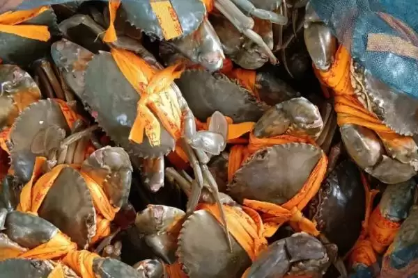 青蟹品种大观:澳洲泥蟹、朝鲜青蟹、越南青蟹等介绍插图6 青蟹品种大观:澳洲泥蟹、朝鲜青蟹、越南青蟹等介绍插图6