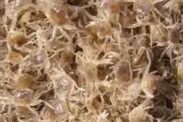 螃蟹产卵时间之谜:12月到次年3月的繁殖奥秘插图3 螃蟹产卵时间之谜:12月到次年3月的繁殖奥秘插图3