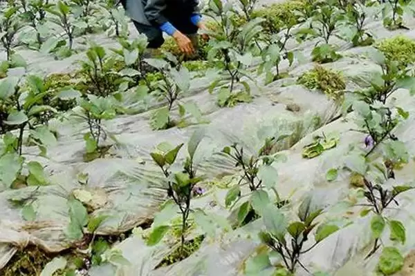 茄子高温季节施氮肥要点：控制施用量的关键因素插图1