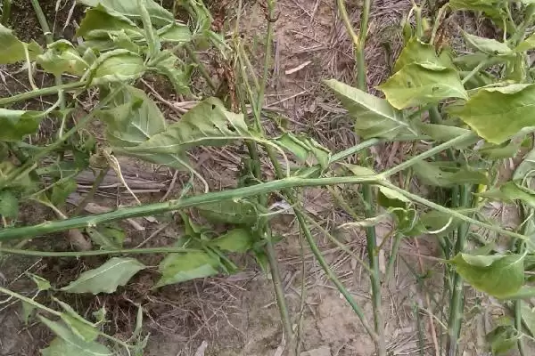 辣椒死棵的原因及防治 ,哪些病害会导致辣椒死棵现象?插图2 辣椒死棵的原因及防治 ,哪些病害会导致辣椒死棵现象?插图2