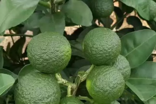 江西省安义县的特产 ,江西省安义县特产有哪些呢插图1 江西省安义县的特产 ,江西省安义县特产有哪些呢插图1