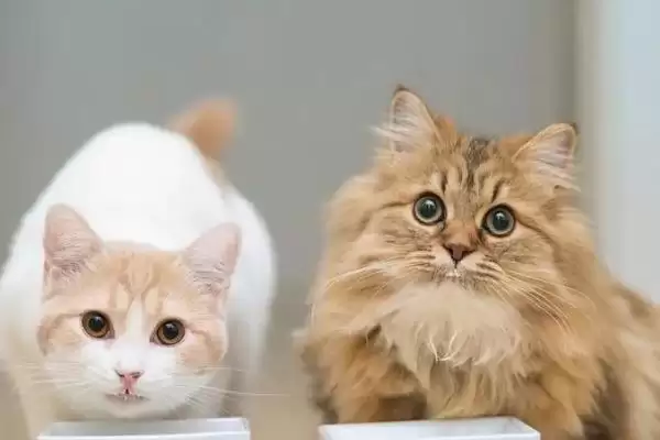 猫咪成年的时间是何时 ,猫咪 12 个月达到成年插图2