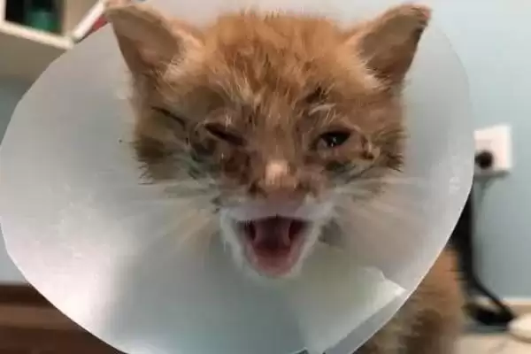 猫瘟会有哪些具体的症状呢 ,猫瘟会出现发烧、食欲不振等症状插图1 猫瘟会有哪些具体的症状呢 ,猫瘟会出现发烧、食欲不振等症状插图1