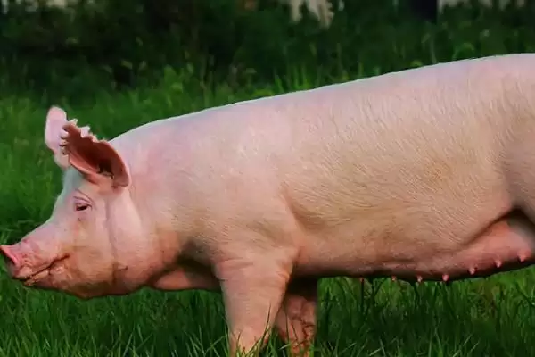 母猪呕吐的原因和治疗方式有哪些呢,母猪呕吐因饲料发霉、寄生虫等可治疗插图4