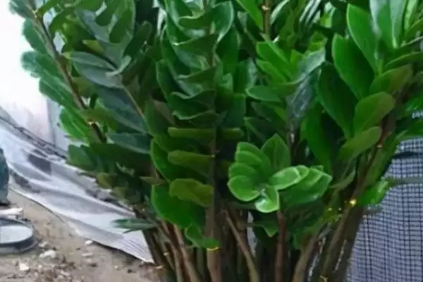 图片[3]-客厅适合摆放的植物 ,客厅适合摆放哪十种常见植物呢？-会东网