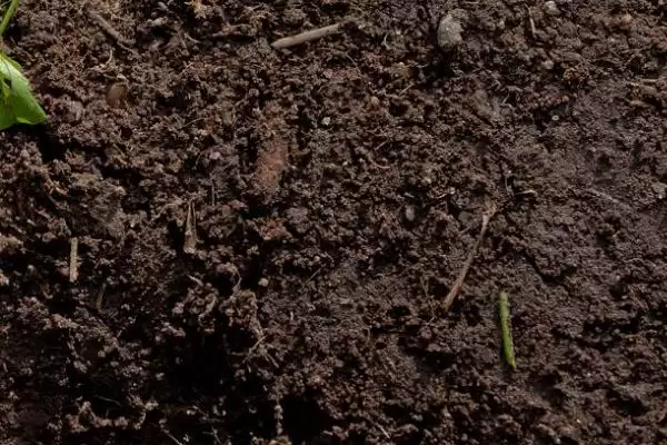 露天黄瓜的株行距是多少 ,露天黄瓜株行距一般为多少插图4 露天黄瓜的株行距是多少 ,露天黄瓜株行距一般为多少插图4