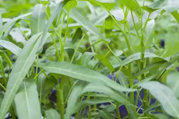 空心菜的亩产量 ,空心菜一般亩产多少斤左右呢?插图2 空心菜的亩产量 ,空心菜一般亩产多少斤左右呢?插图2