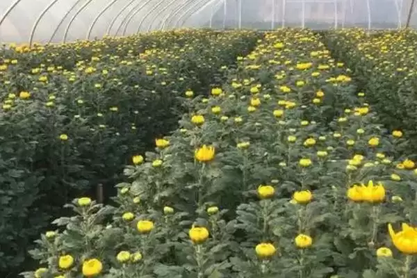 菊花的养殖环境 ,菊花喜欢在怎样的环境中生长呢？插图3