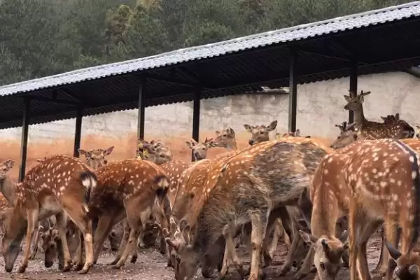 图片[4]-了解养殖梅花鹿有无补贴的方法和重点？了解养殖梅花鹿有无补贴要做好哪些细节？-会东网
