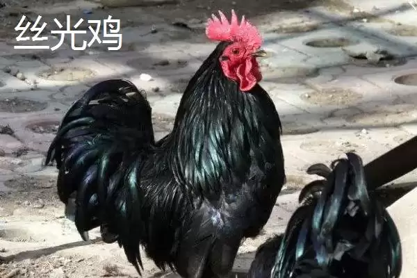 掌握特种鸡价格动态的方法和重点?养鸡要做好哪些价格关注?插图3 掌握特种鸡价格动态的方法和重点?养鸡要做好哪些价格关注?插图3