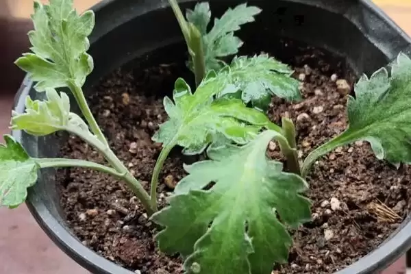 菊花的无性繁殖方法 ,菊花无性繁殖有哪些主要方式呢？插图1