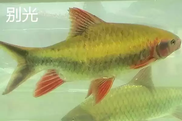 图片[6]-锦鲤的常见品种 ,锦鲤有哪些常见的品种类型呢-会东网