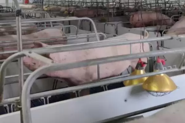 了解猪舍消毒后多久进猪的方法和重点?养猪要做好哪些消毒管理细节?插图3 了解猪舍消毒后多久进猪的方法和重点?养猪要做好哪些消毒管理细节?插图3