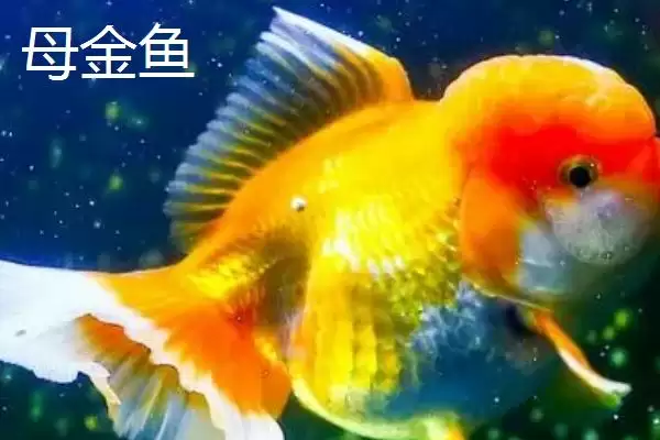 图片[3]-金鱼公母的区分方法 ,如何通过各部位鉴别金鱼公母-会东网