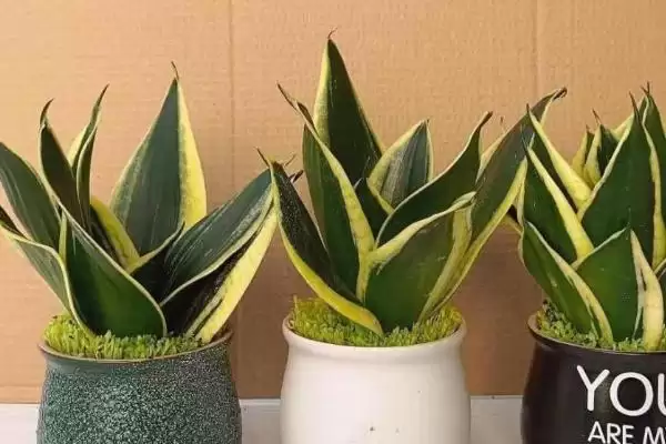 金边虎尾兰的养殖方法 ,如何养殖金边虎尾兰这种植物插图5 金边虎尾兰的养殖方法 ,如何养殖金边虎尾兰这种植物插图5