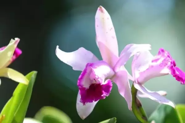 卡特兰的养殖方法 ,卡特兰春芽刚生时如何换盆呢?插图5 卡特兰的养殖方法 ,卡特兰春芽刚生时如何换盆呢?插图5