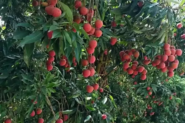 图片[3]-荔枝对阳光的需求 ,荔枝树生长期为何需长时间光照？-会东网