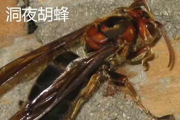 图片[9]-毒蜂的种类，常见以下10种-会东网