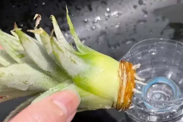 图片[5]-菠萝顶在水中的生长情况 ,将菠萝顶放水中能否生长结果-会东网