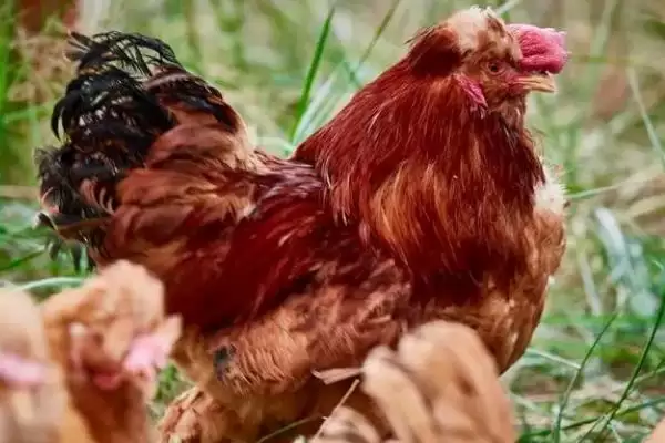 挑选优质鸡品种的方法和重点?养鸡要做好哪些品种甄别?插图7 挑选优质鸡品种的方法和重点?养鸡要做好哪些品种甄别?插图7