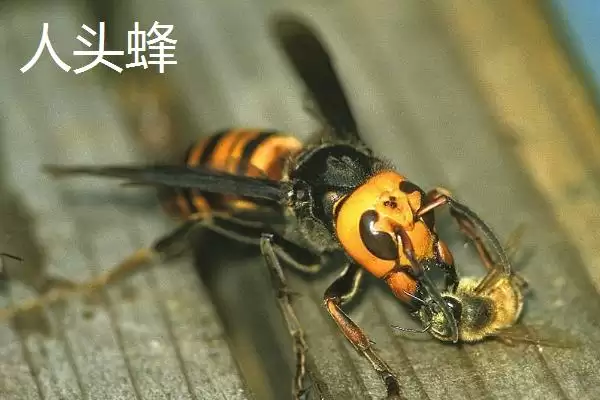 图片[2]-人头蜂与虎头蜂的性情，二者都属于凶猛的蜜蜂品种-会东网