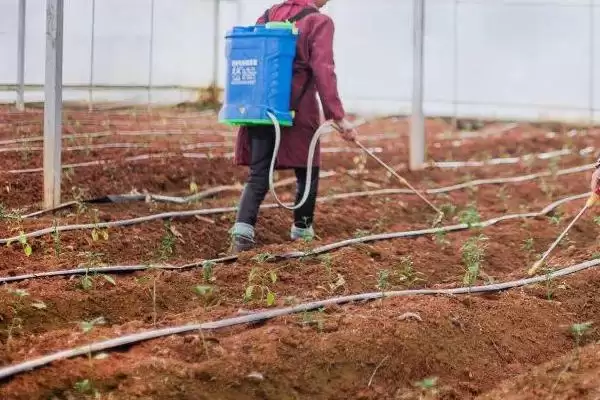 辣椒的施肥方式 ,辣椒不同生长阶段如何施肥?插图1 辣椒的施肥方式 ,辣椒不同生长阶段如何施肥?插图1