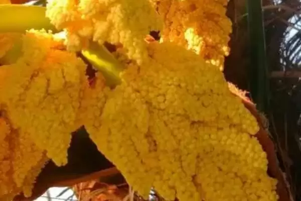 图片[2]-棕树花食用性的要点和依据？判断棕树花能否吃需注意什么？-会东网