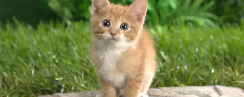 猫咪为何一直蹭人还叫唤 ,猫咪发情等原因会蹭人并叫唤-会东网